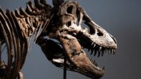 Dinozor iskeleti rekor fiyata satıldı