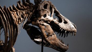 Dinozor iskeleti rekor fiyata satıldı
