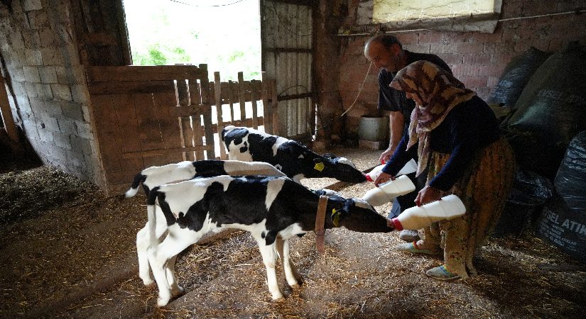 Edirne’de üçüz buzağı sürprizi: “Rabbim rahmetini üç kat verdi”