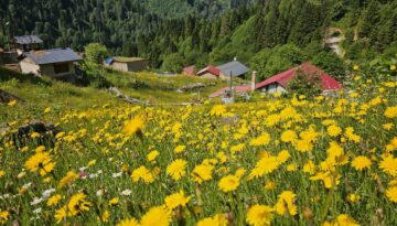 Kaçkar Dağları sarıya boyandı. Yayla dönemi açıldı