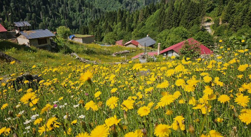 Kaçkar Dağları sarıya boyandı. Yayla dönemi açıldı