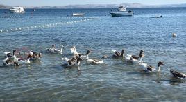 Koşullu tahliye edilen kazlar tatilcilerin arasında. Ördek yavrusunu sahiplendiler