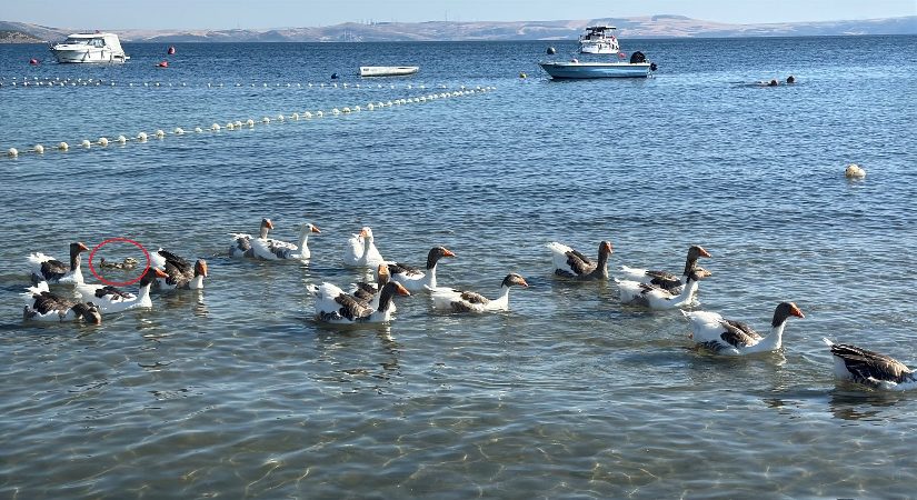 Koşullu tahliye edilen kazlar tatilcilerin arasında. Ördek yavrusunu sahiplendiler