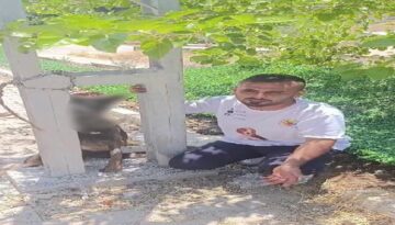 Sahipli köpeği zehirleyip direğe astılar