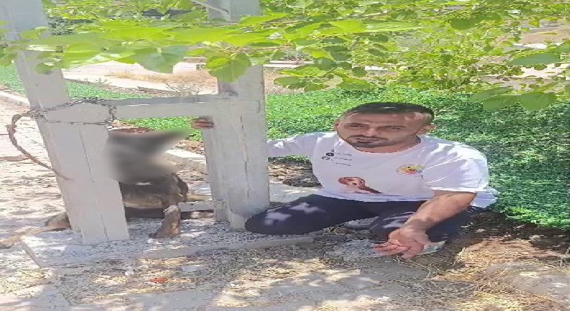 Sahipli köpeği zehirleyip direğe astılar