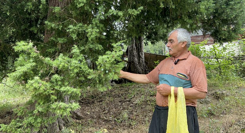 Tabiattan topluyor. 10 metrekarede servet kazanıyor