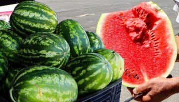 Tarlada 27 TL’den 5 TL’ye düştü, markette 17 TL. Yüzleri güldürmedi, hasadın bitmesine 15 gün var