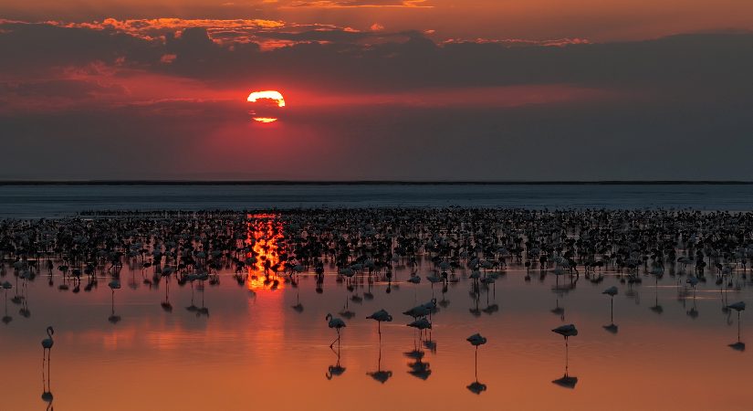 Tuz Gölü’nde son 5 yılın flamingo rekoru