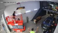 Ümraniye’de kaçan boğa dükkana girdi. Kısa periyodik panik kamerada