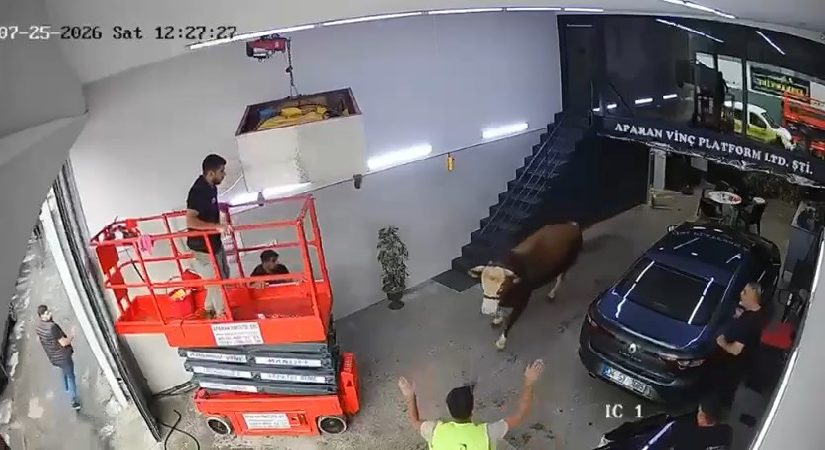 Ümraniye’de kaçan boğa dükkana girdi. Kısa periyodik panik kamerada