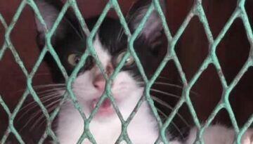 Venezuela’da zelzele enkazından kurtarılan kedi umut ışığı oldu