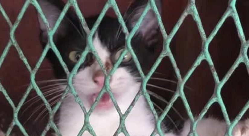 Venezuela’da zelzele enkazından kurtarılan kedi umut ışığı oldu