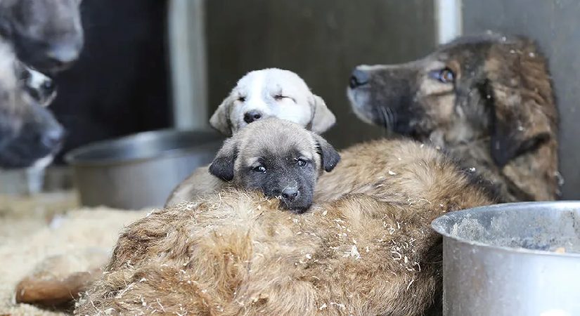 Veterinerlerden sokak hayvanı sahiplenenlere değerli ihtar