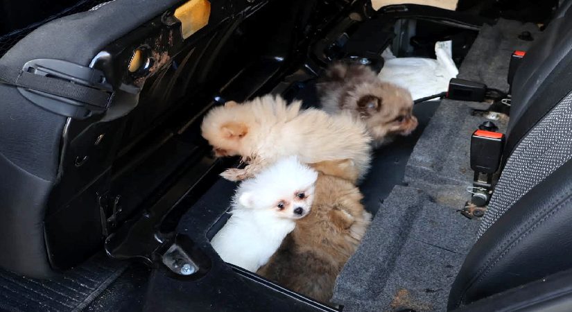 Yavru Pomeranian köpekleri koltuğun altından çıktı