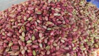 1 kilosu 700 lira. Tezgahta yerini aldı