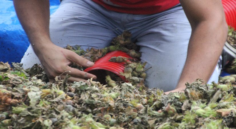 1 saatte 6 bin TL kazanıyorlar. Yalnızca 50 gün çalışıyorlar