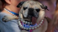 2026’nın en yakışıksız köpeği seçildi. Kurtarılma kıssası herkesi duygulandırıyor