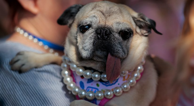2026’nın en yakışıksız köpeği seçildi. Kurtarılma kıssası herkesi duygulandırıyor