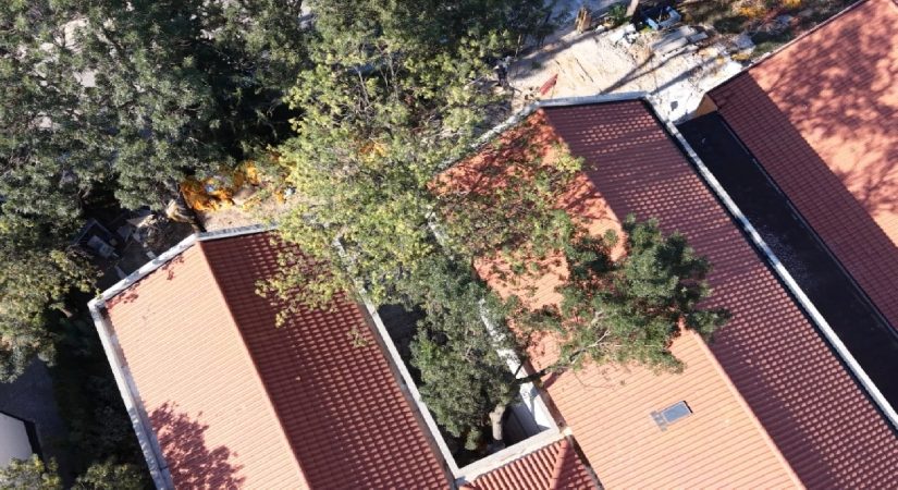 50 yıllık ağaçlar okul binasının içinde yaşatılacak