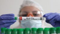 Birinci defa bir memelide H5N1 kuş gribi tespit edildi