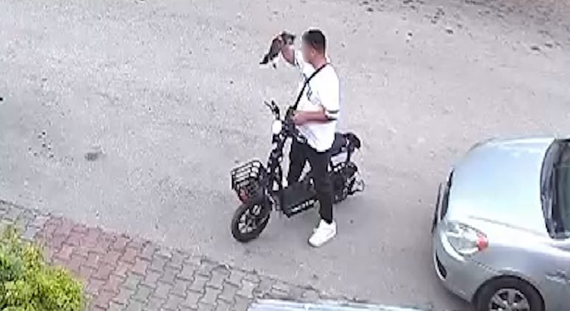 Bolu’da vahşet: Yavru kediyi evvel öptü, sonra boğdu