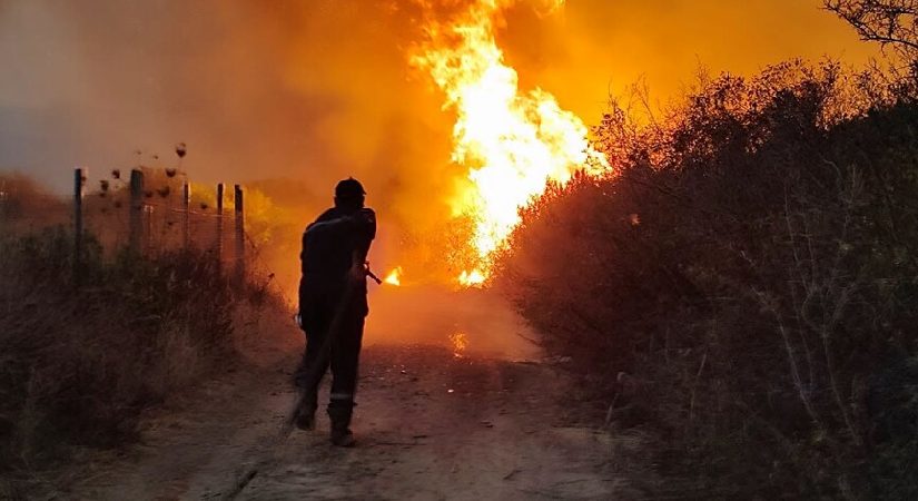 Cezayir Cumhurbaşkanı’ndan taammüden yangın çıkaranlara idam cezası için yasal düzenleme talimatı