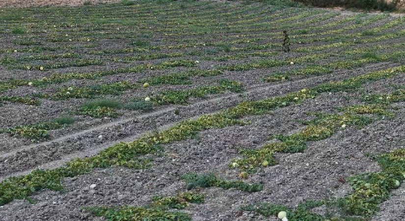 Halk arasında “hırsız almaz” diyorlar. Dışarıdan albenisi yok, içi tatlı