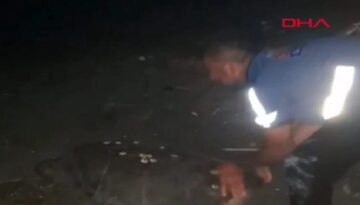 Kıyıda yönünü şaşıran caretta carettayı vatandaşlar denize ulaştırdı