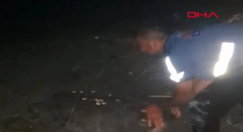 Kıyıda yönünü şaşıran caretta carettayı vatandaşlar denize ulaştırdı