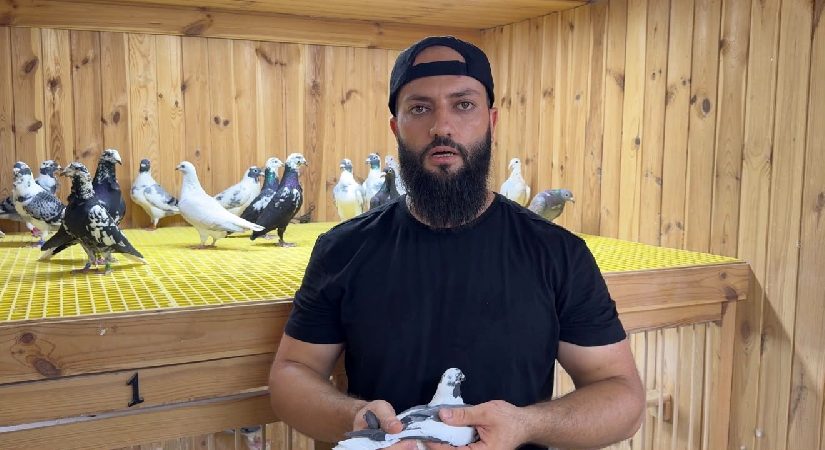 Kümeste servet besliyor. Arabayla takas etmek isteyenler var