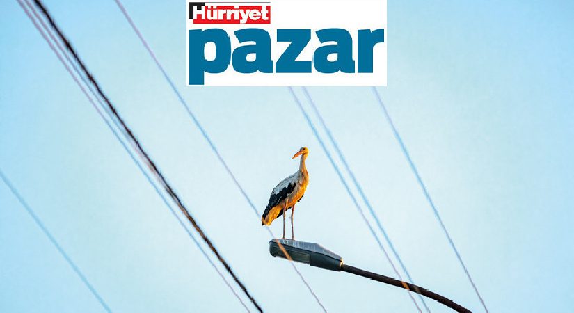 Leylekler özgürce uçabilsin, ölmesin