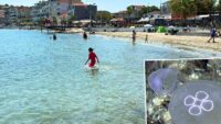 Marmara’da denize girenlerin kaygılı düşü oldular. Temas edince çabucak deniz suyuyla yıkayın
