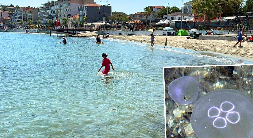 Marmara’da denize girenlerin kaygılı düşü oldular. Temas edince çabucak deniz suyuyla yıkayın