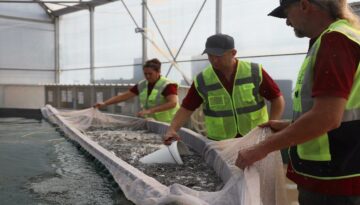 Muğla’dan 5 ülkeye 33 milyon yavru balık ihracatı