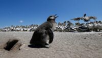 Penguenleri kuş gribine karşı korumak için seferber oldular