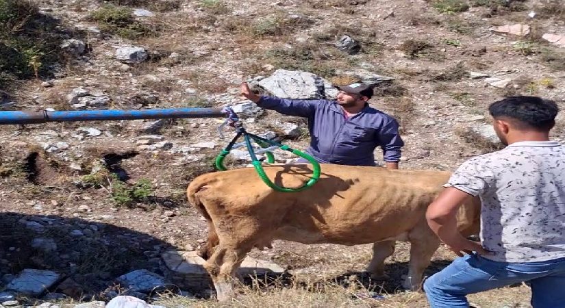 Sivas’ta 7 aylık hamile inek çukura düştü: Vinçle kurtarıldı
