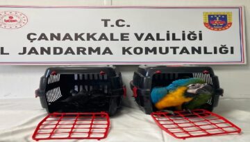 1915 Çanakkale Köprüsü gişelerinde durdurulan araçta 9 egzotik kuş ele geçirildi