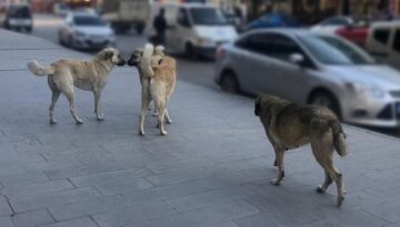 81 ilde sahipsiz hayvan kontrolü