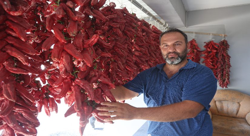 Acısı zehir üzere lakin yapan paraya para demiyor. Demeti 500 TL’den alıcı buluyor