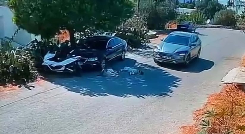 Arabayla iki köpeğin üzerinden geçti, yoluna devam etti