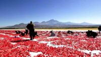 Erciyes’in eteklerinde kurutuluyor, İtalya’da pizzalara lezzet katıyor
