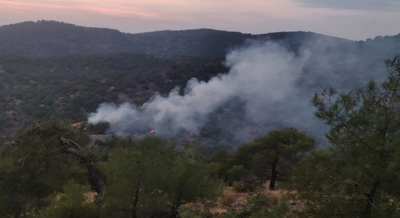 Gaziantep’te orman yangını: 4 dönüm alan ziyan gördü