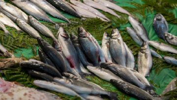 Hangi balık sıhhatiniz için en yararlı, hangisi beyin hasarı riski taşıyor?