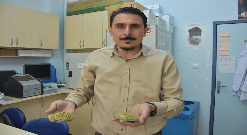 İzmir kekiği için ”reçeteyle satılsın” daveti. ”Antibiyotik direnci geliştirebilir”