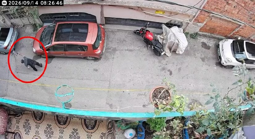Kan donduran imaj: Alkollü adam kediye şiddet uyguladı