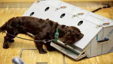Kanser teşhisinde sıra dışı formül: Köpekler ve yapay zeka iş başında