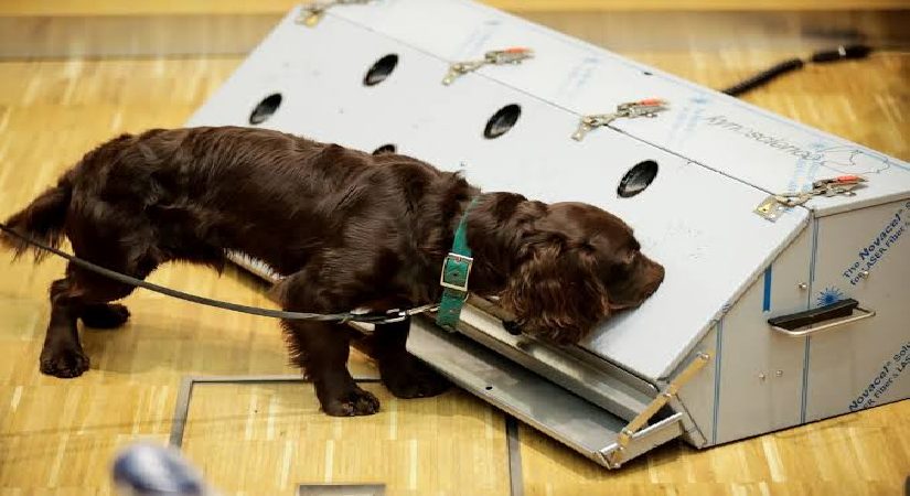 Kanser teşhisinde sıra dışı formül: Köpekler ve yapay zeka iş başında