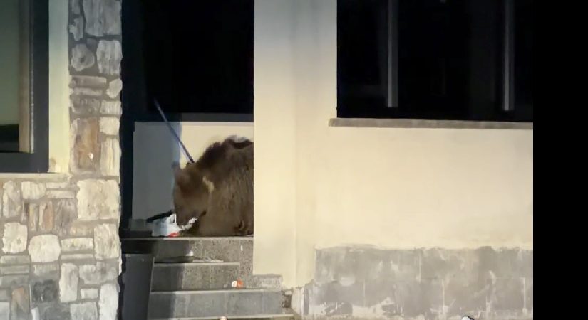 Konutuna girebilmek için ayının yemeğini bitirmesini bekledi