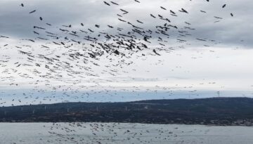 Marmara Denizi’nde belgeselleri aratmayan imajlar