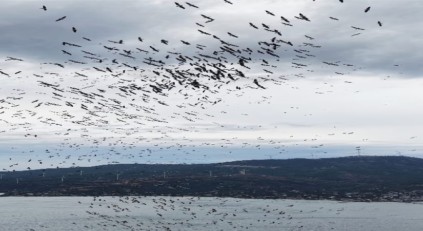 Marmara Denizi’nde belgeselleri aratmayan imajlar